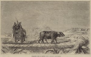 Pestatura del Grano in Egitto