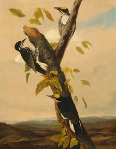 Picchio tridattilo dal dorso nero
