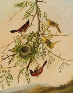 Oriolo del frutteto da after John James Audubon Joseph Bartholomew Kidd