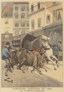 Mostra agricola del 1895. Un toro scappato
