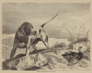 Galloferito da after Richard Ansdell