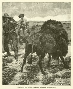 Una caccia ai bisonti
