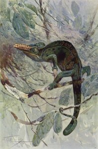 Camaleonte africano da after Wilhelm Kuhnert