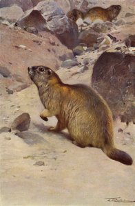 Marmotta alpina