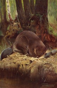 Castoro da after Wilhelm Kuhnert
