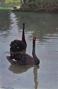 Cigno nero