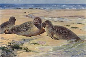 Foca comune