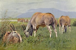 Eland da after Wilhelm Kuhnert