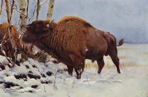 Bisonte europeo da after Wilhelm Kuhnert