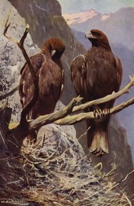 Aquila reale da after Wilhelm Kuhnert