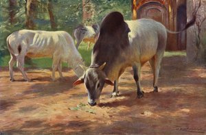 Zebu