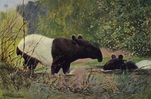Tapir indiano