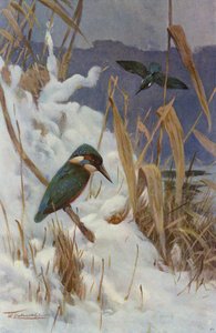 Martin pescatore