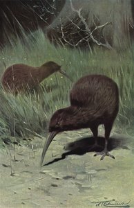 Kiwi