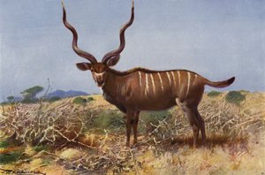 Kudu da after Wilhelm Kuhnert