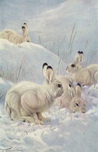 Lepre di montagna da after Wilhelm Kuhnert