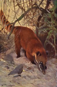 Coati Rosso