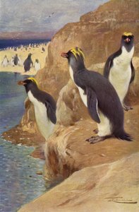 Pinguino delle rocce