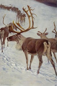 Renna scandinava da after Wilhelm Kuhnert