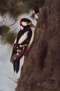 Picchio maculato