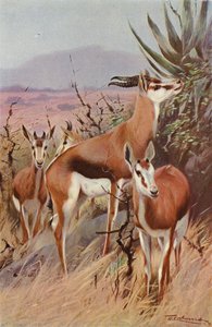Springbok da after Wilhelm Kuhnert