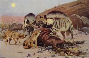 Iena striata e sciacallo da after Wilhelm Kuhnert