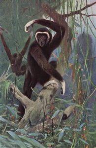 Gibbone dalle mani bianche