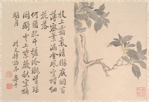 Cassia Tree