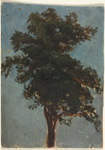 Studio di un albero da attributed to Alexandre Calame