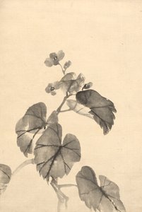 Ramo di begonia in fiore da attributed to Kono Bairei