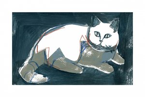 Gatto bianco artistico da cartissi