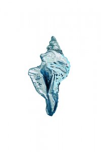 Conchiglia blu da cartissi