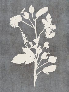 Silhouette di rosa botanica da cartissi