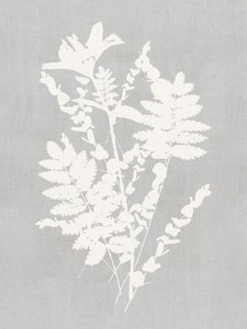 Studio di silhouette botaniche da cartissi