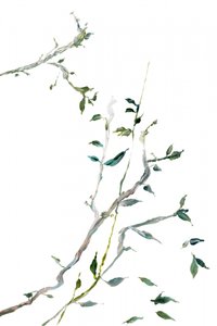 Delicati rami verdi da cartissi