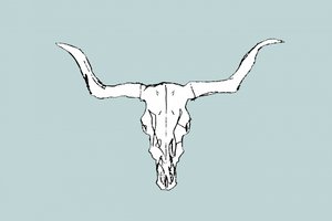 Teschio di toro del deserto
