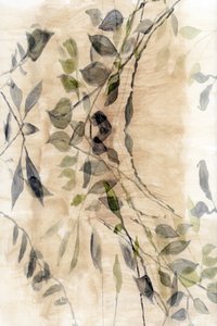 Flusso botanico etereo da cartissi