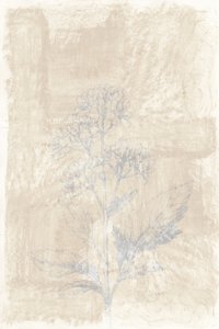 Schizzo botanico sbiadito da cartissi