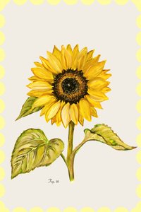 Girasole dorato - Botanica da cartissi