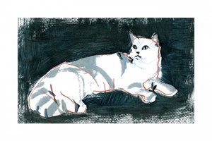 Gatto bianco che mente da cartissi