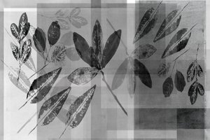 Strati botanici monocromatici da cartissi