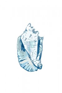 Conchiglia blu oceano