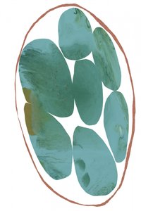 Gems biologiche color verde acqua da cartissi