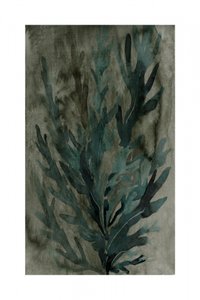 Vegetazione subacquea