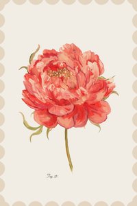 Peonia corallo brillante da cartissi