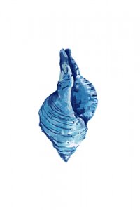 Conchiglia blu ad acquerello da cartissi