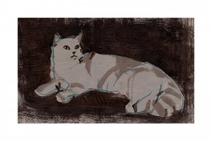 Gatto bianco che riposa da cartissi