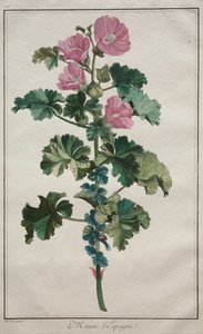 Raccolta di ventiquattro piante e fiori: Malva