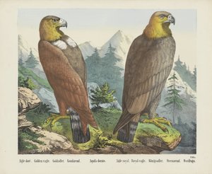 Aquila dorata da firma Joseph Scholz