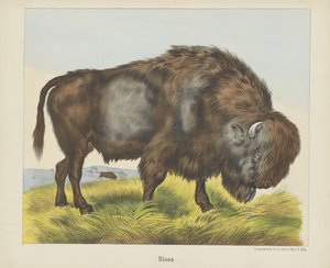 Bisonte